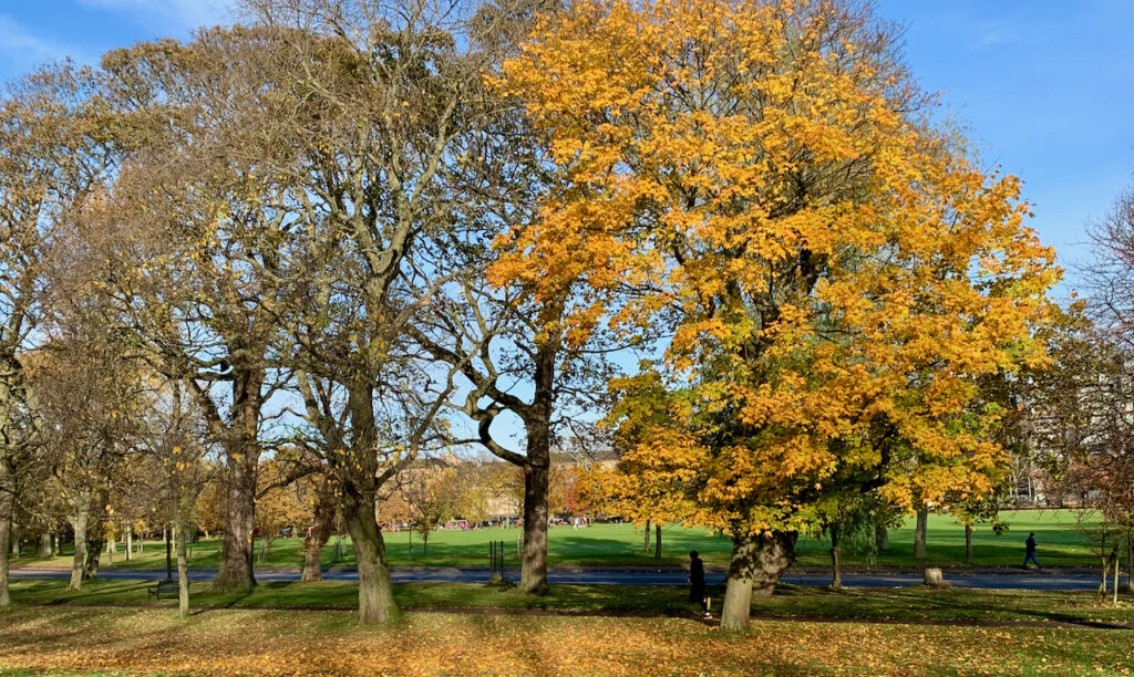Photograph of trees on the Meadows